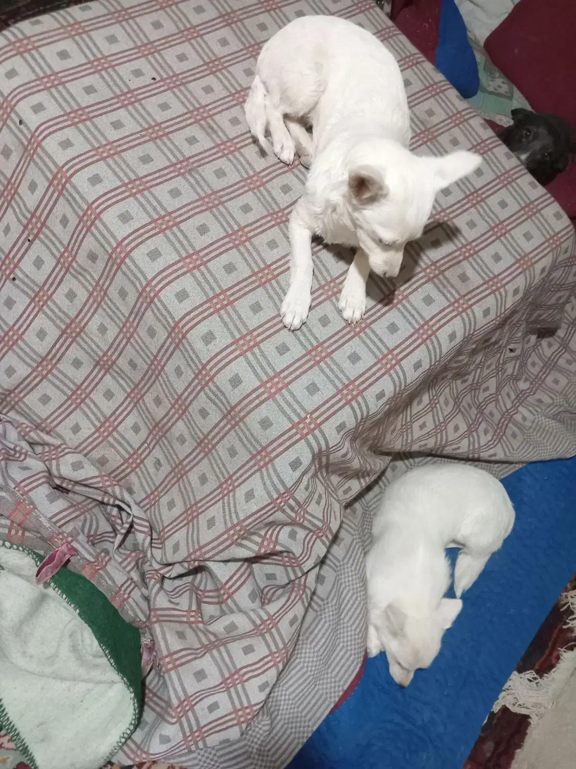 سک پاکوتا دوتا بفروش میرسد|سگ|زنجان, |دیوار