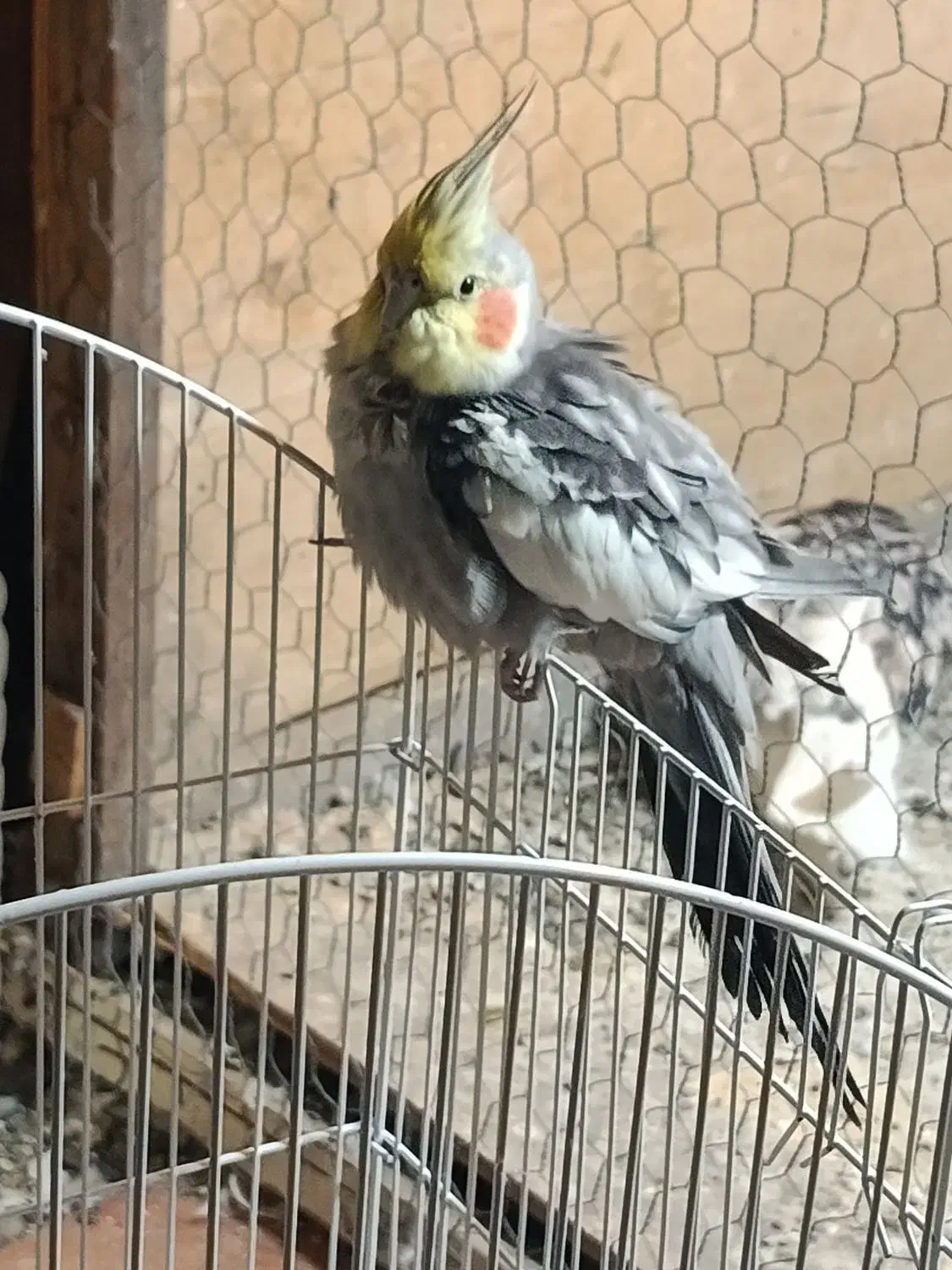 ۳تا طوطی عروس با قفس|پرنده|تهران, کرمان|دیوار