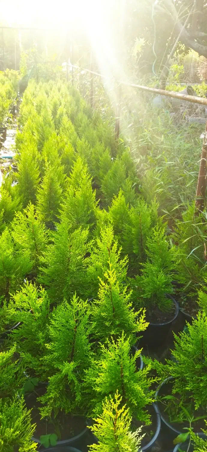 فروش لاوسون گلدان ۱۰ و ۷|گل و گیاه طبیعی|چالوس, |دیوار