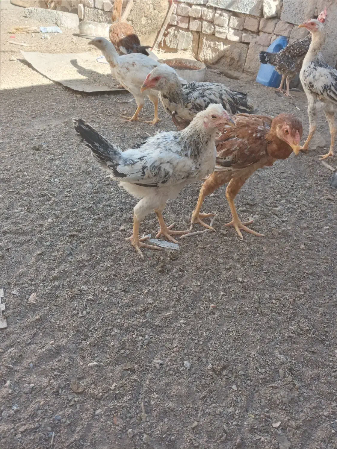 جوجه مرغی|پرنده|خاش, |دیوار