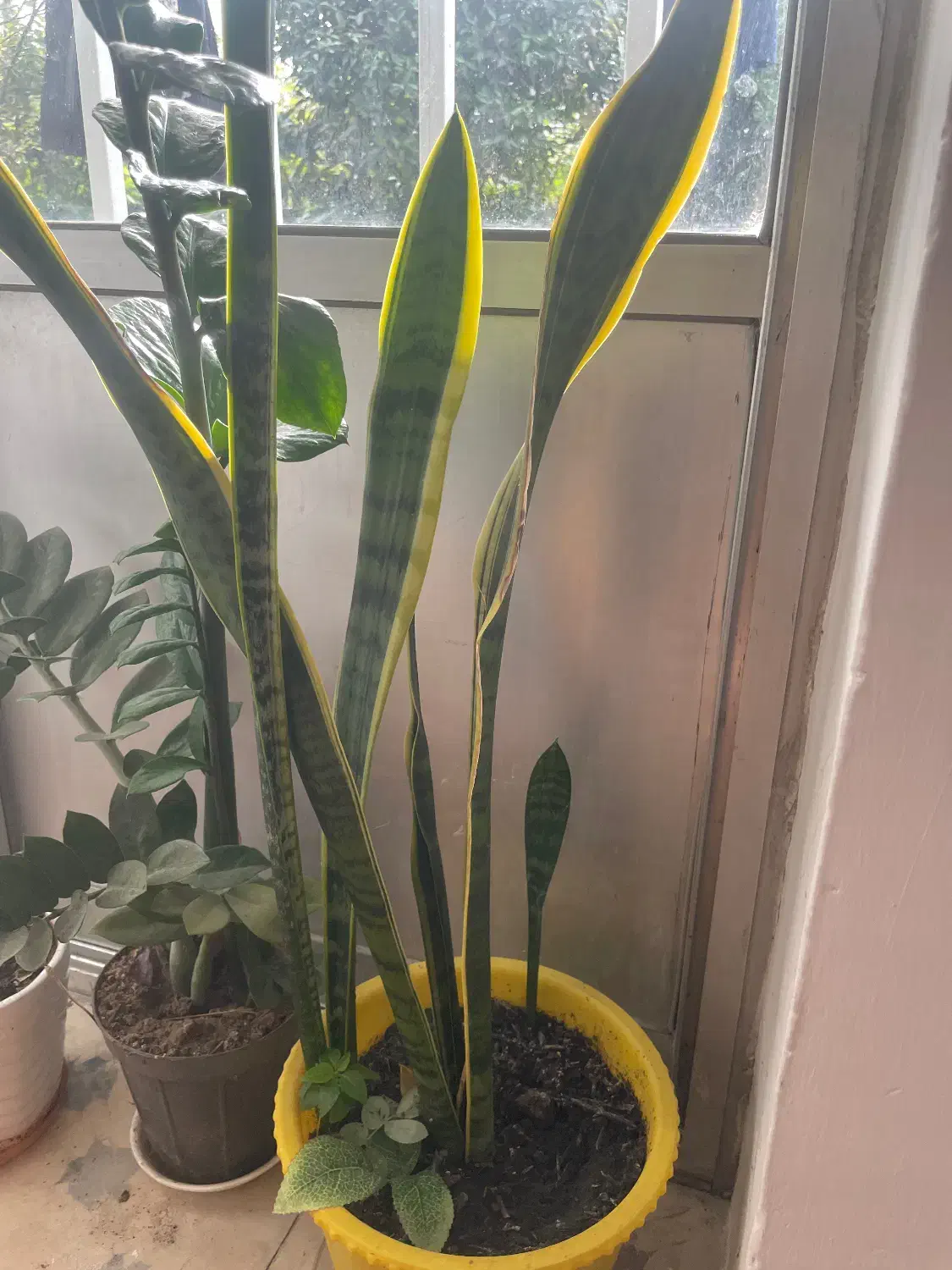 گل خانگی|گل و گیاه طبیعی|پرهسر, |دیوار