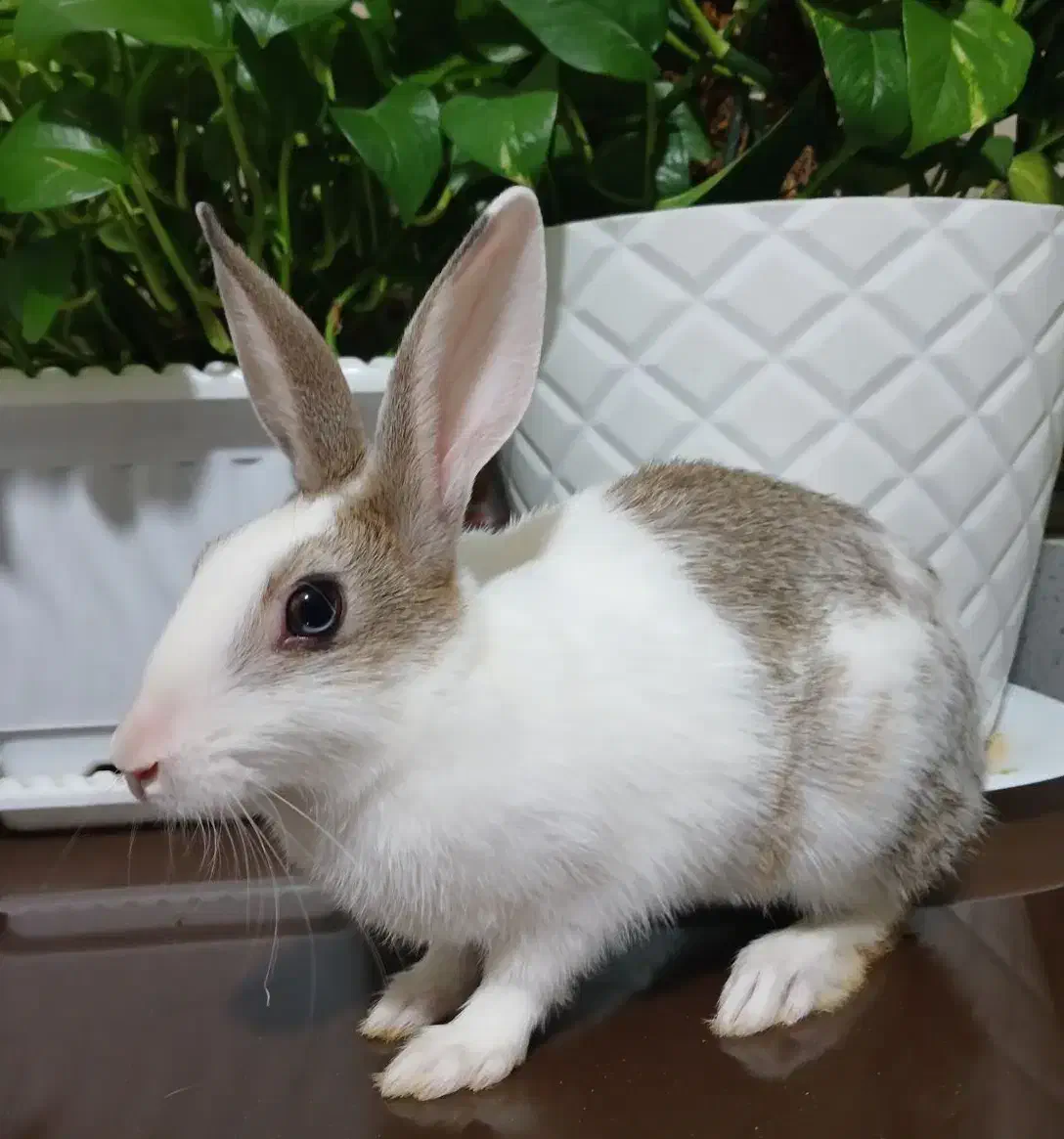 خرگوش|موش و خرگوش|سمنان, |دیوار