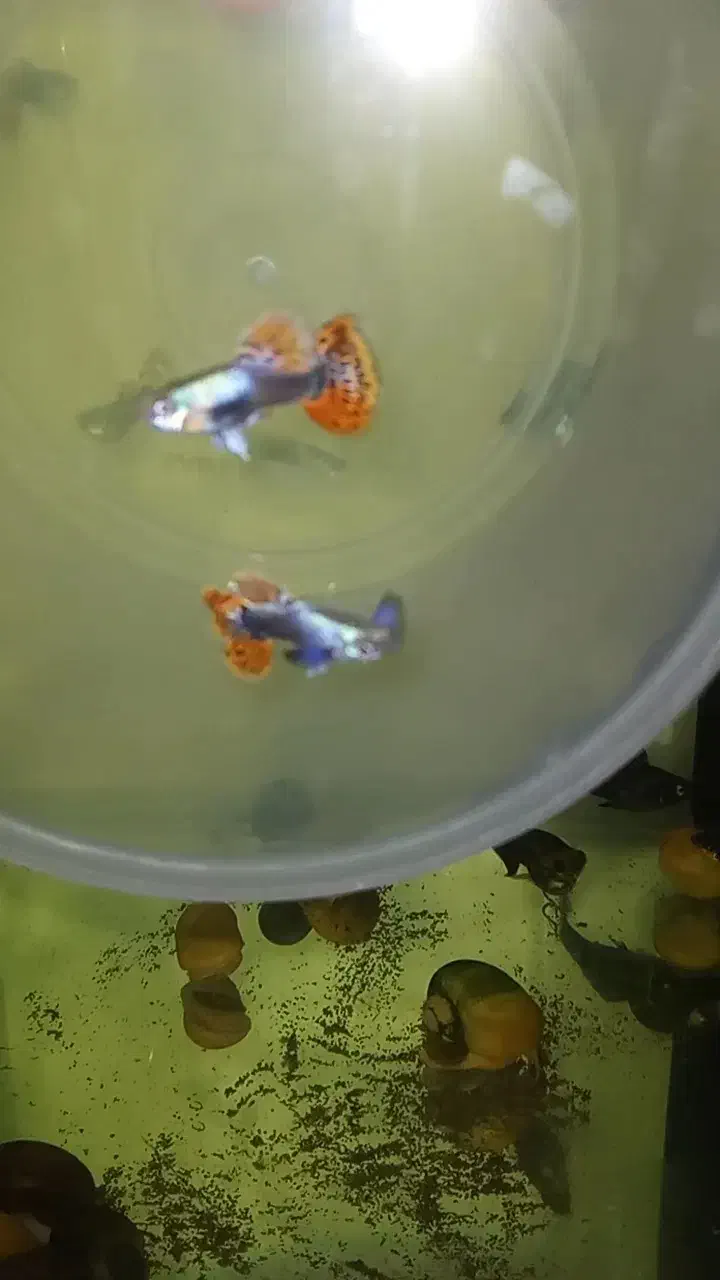 فروش ماهی زینتی|ماهی|سلماس, |دیوار