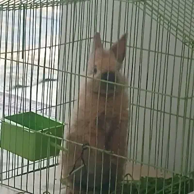 خرگوش لوپی خشکله .|موش و خرگوش|سنندج, |دیوار