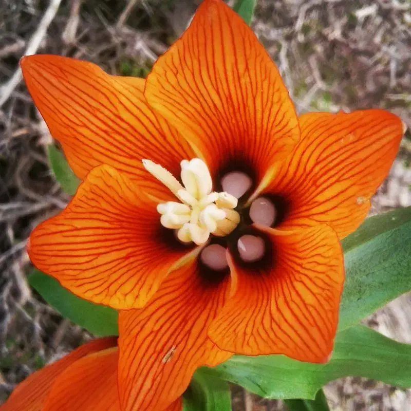 کبوتر کود کفتر|خدمات باغبانی و درختکاری|بهبهان, |دیوار