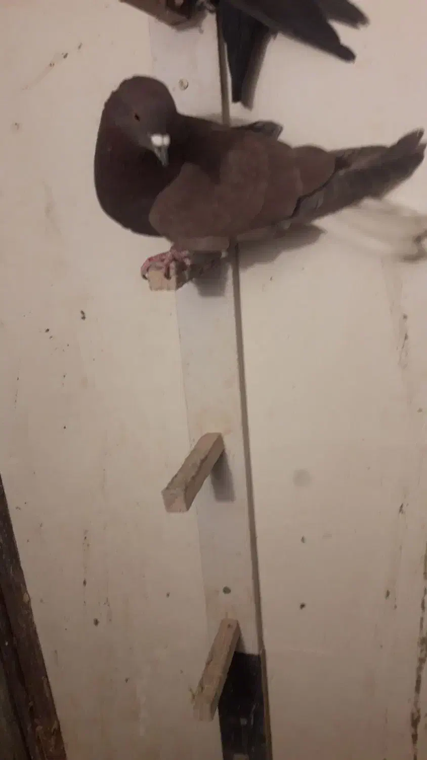 کفتر گلی دم سفید|پرنده|رفسنجان, |دیوار