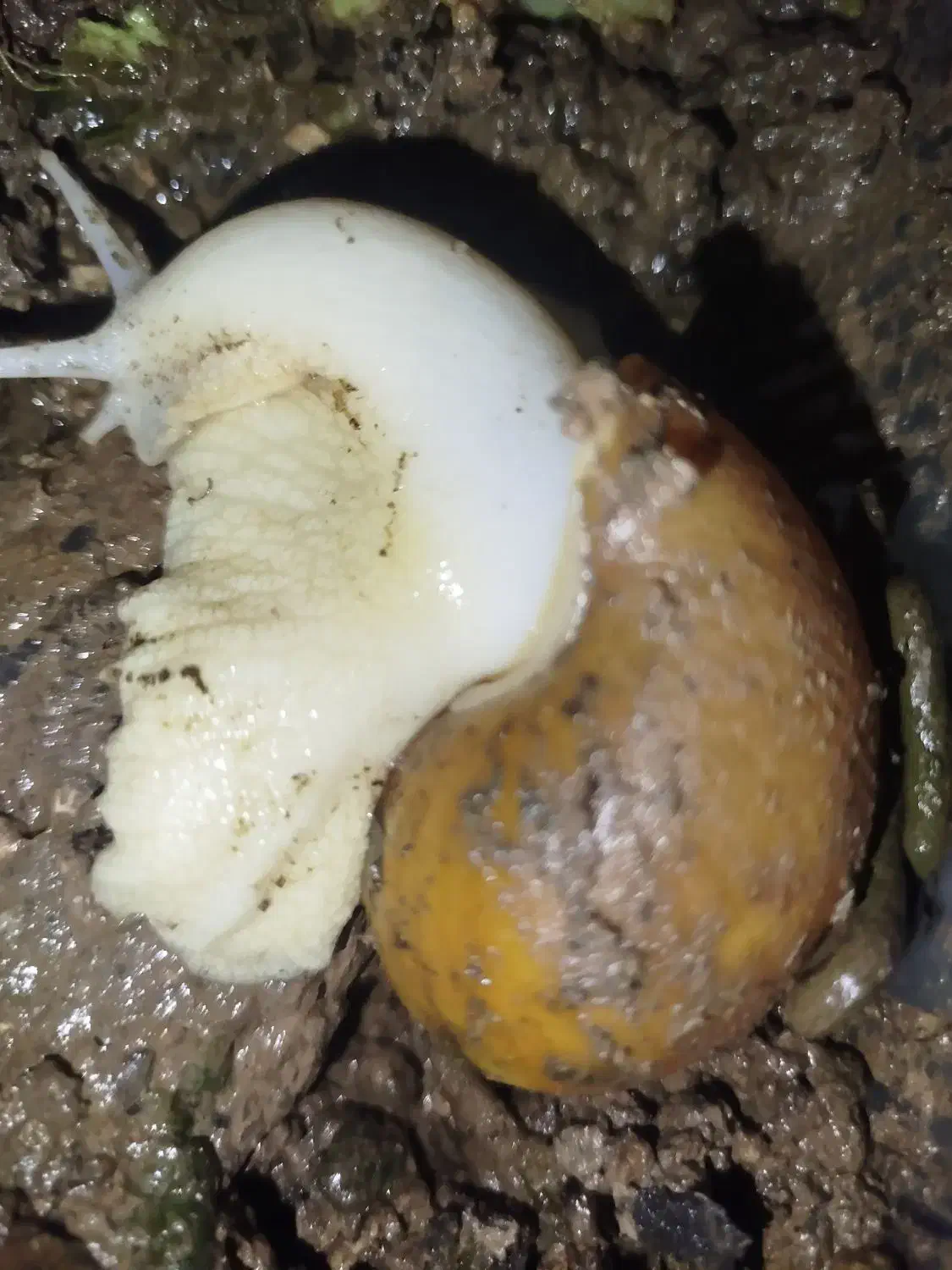 حلزون آلبینو|خزنده|پاکدشت, پاکدشت (مامازند)|دیوار