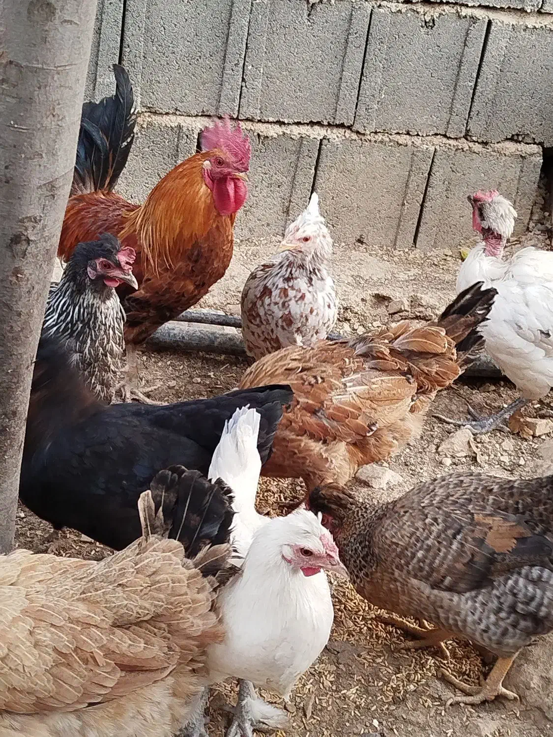 مرغ وخروس محلی اصل|حیوانات مزرعه|یاسوج, |دیوار