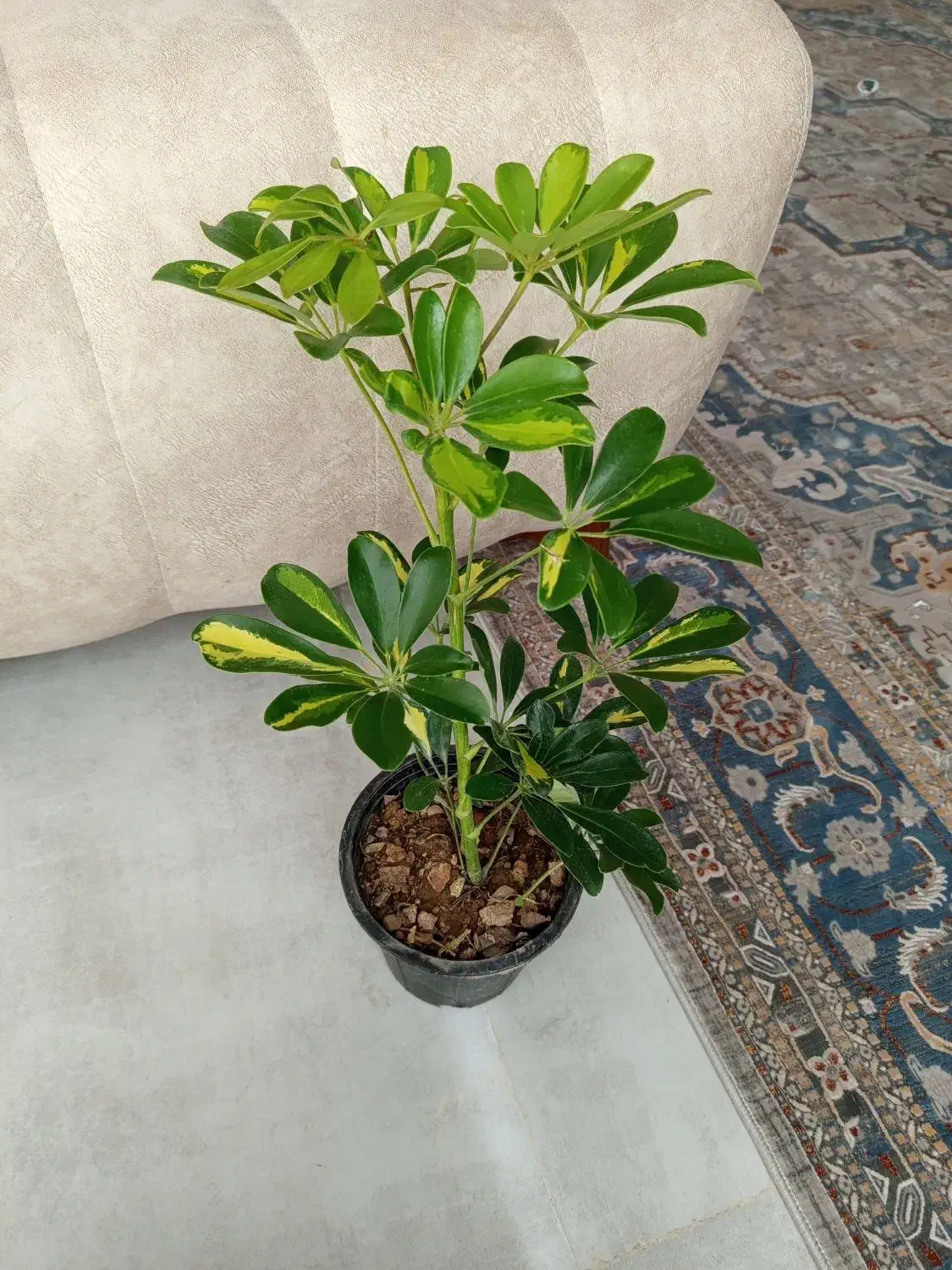 گل اپارتمانی شفلرا ابلق|گل و گیاه طبیعی|شاهین‌شهر, شهرک هشت بهشت|دیوار