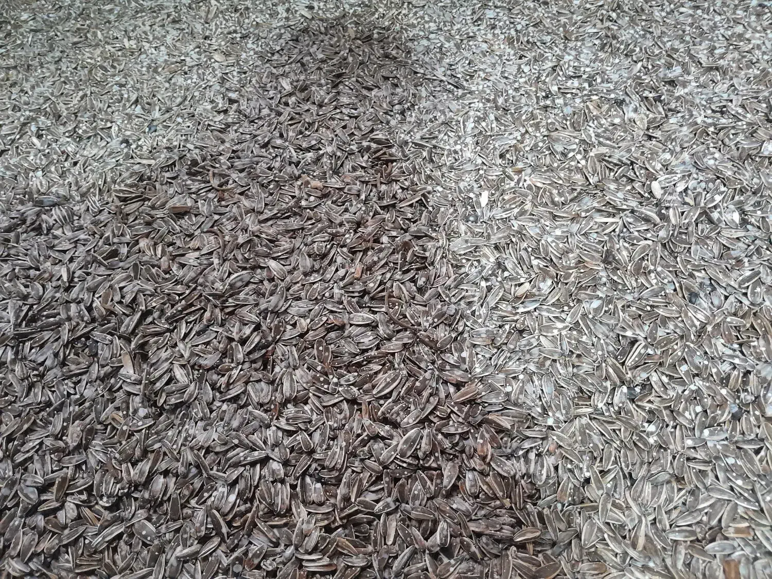 تخمه|خوردنی و آشامیدنی|نیشابور, دربقاضی|دیوار