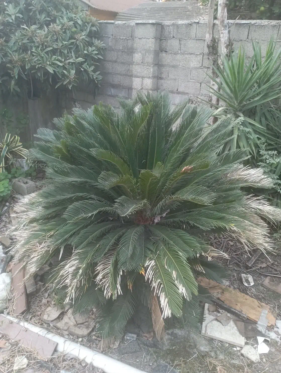 گل سیکاس چهل سال به بالا|گل و گیاه طبیعی|رشت, حافظ آباد|دیوار