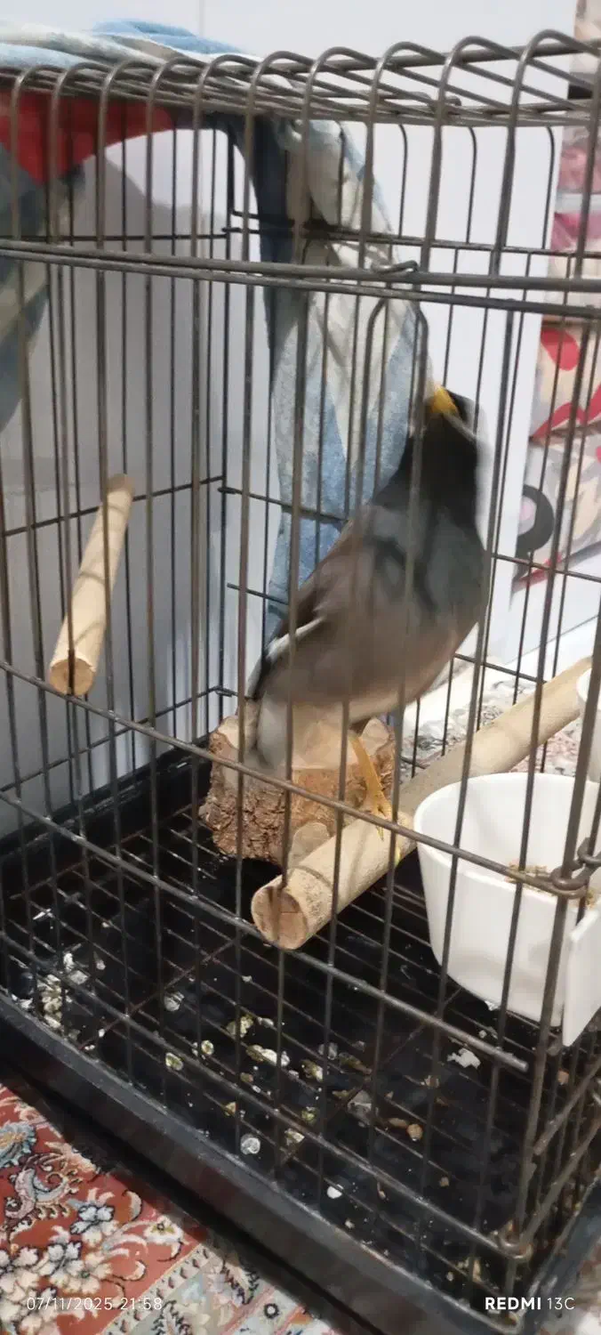 مرغ‌‌مینا‌۵سالش‌سخنگو‌اوازخون‌تقلید‌۲۰‌نوع‌اهنگ‌|پرنده|تهران, استقلال|دیوار