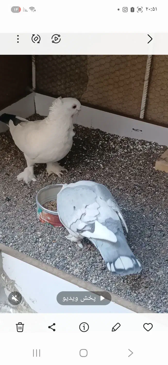 تخم کبوتر نقش ( بلژیکی)|پرنده|سیرجان, |دیوار