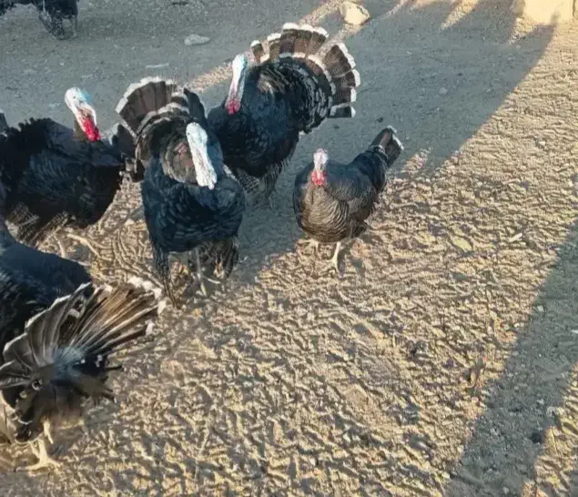 بوقلمون نر|حیوانات مزرعه|هامون, |دیوار