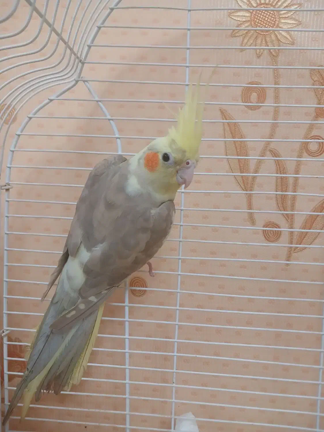 عروس هلندی ماده آماده|پرنده|کرج, عظیمیه|دیوار