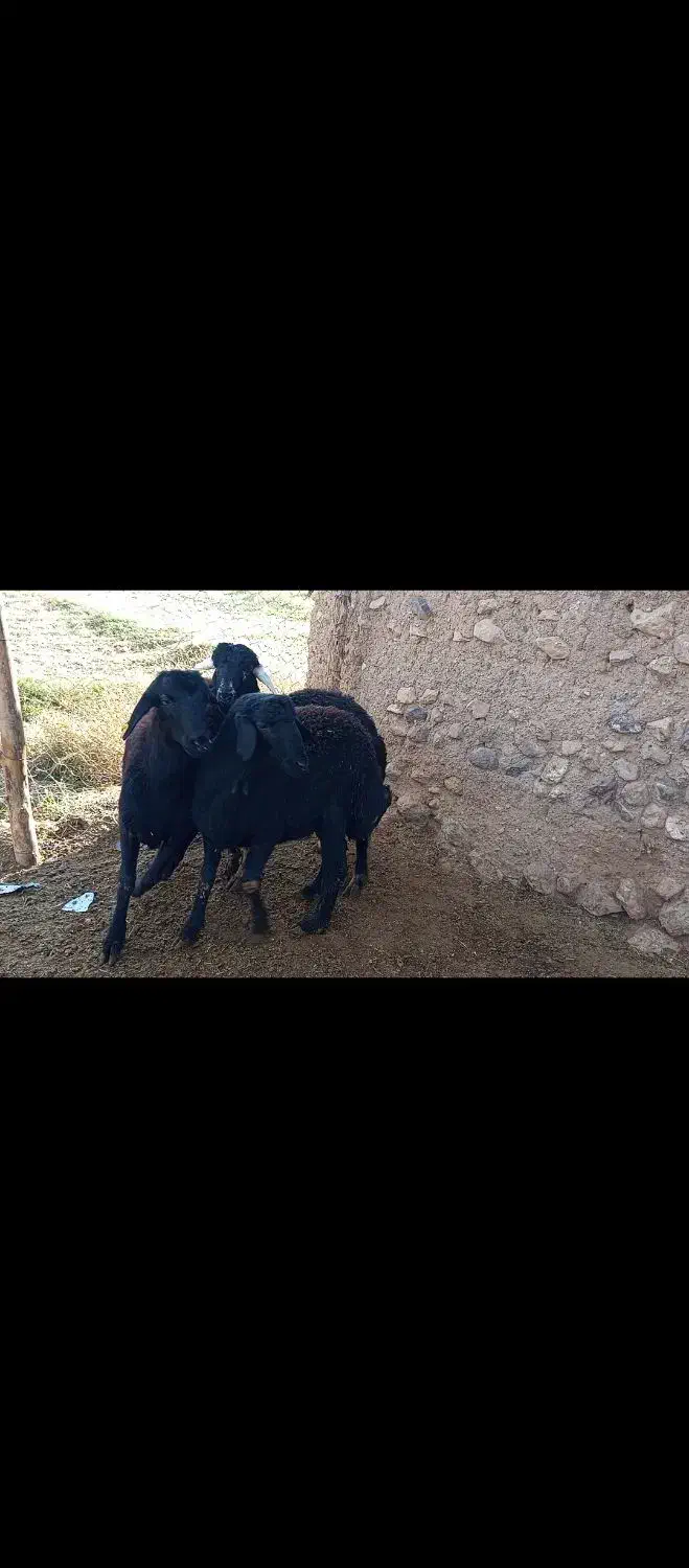 قوچ قره قزل|حیوانات مزرعه|ماهنشان, |دیوار