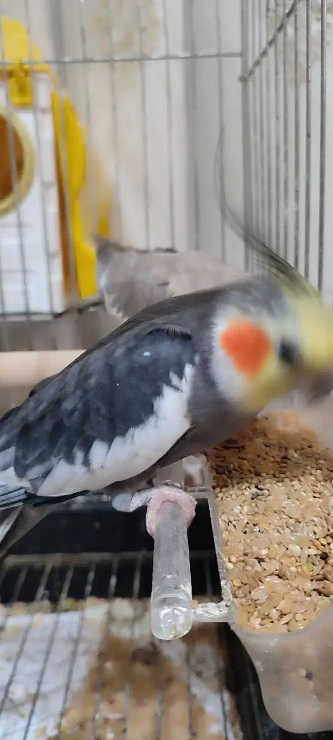 فروش جفت عروس هلندی جوجه داده|پرنده|چابکسر, |دیوار