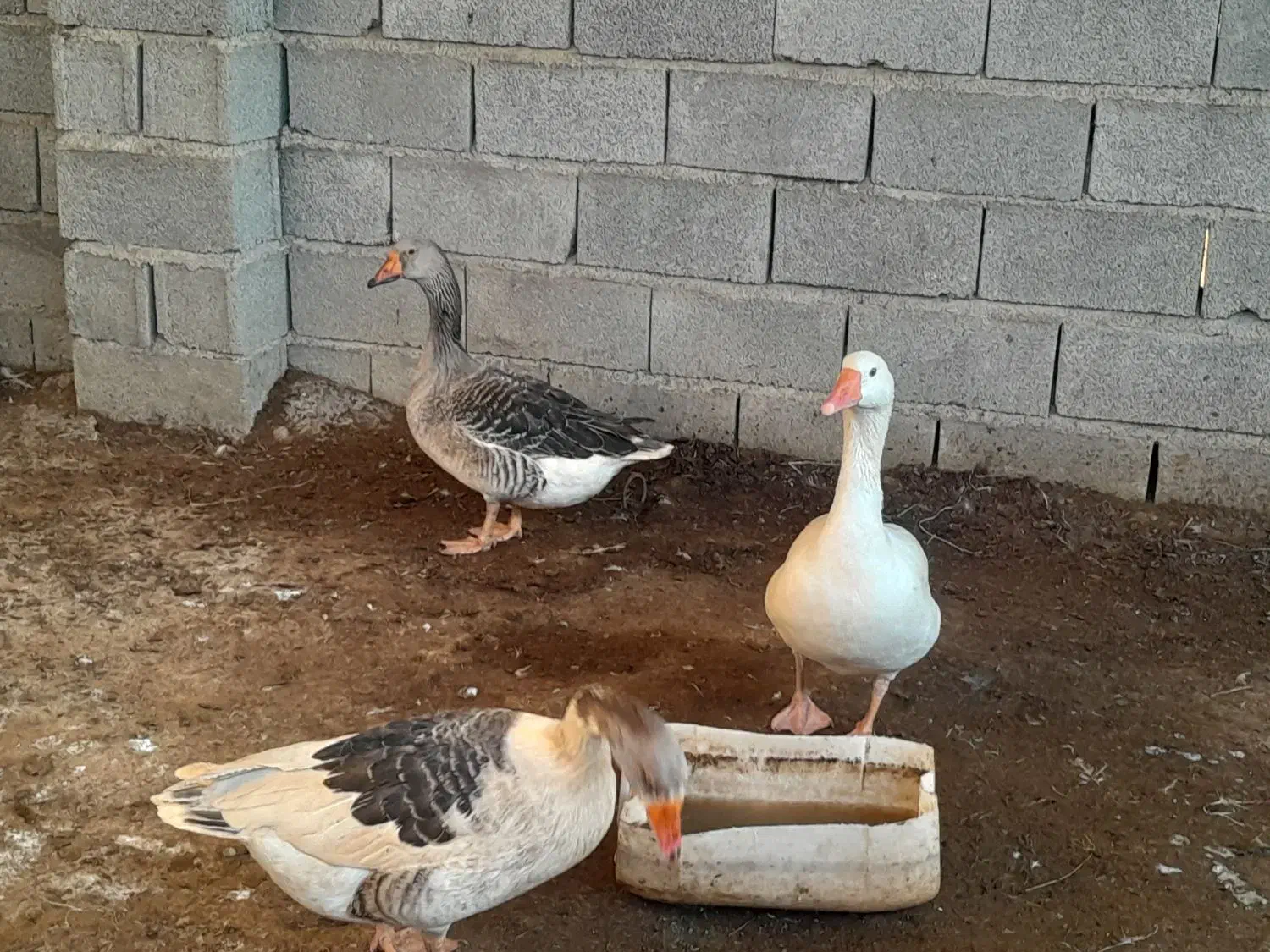 غازنروماده بالغ|حیوانات مزرعه|گنبد کاووس, |دیوار