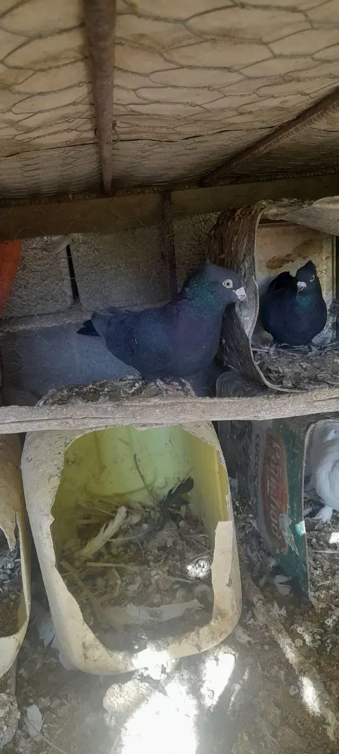 کفتر حراج|پرنده|سیمکان, |دیوار