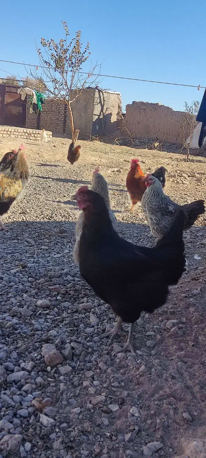 مرغ و خروس فروشی|حیوانات مزرعه|تربت جام, المهدی|دیوار
