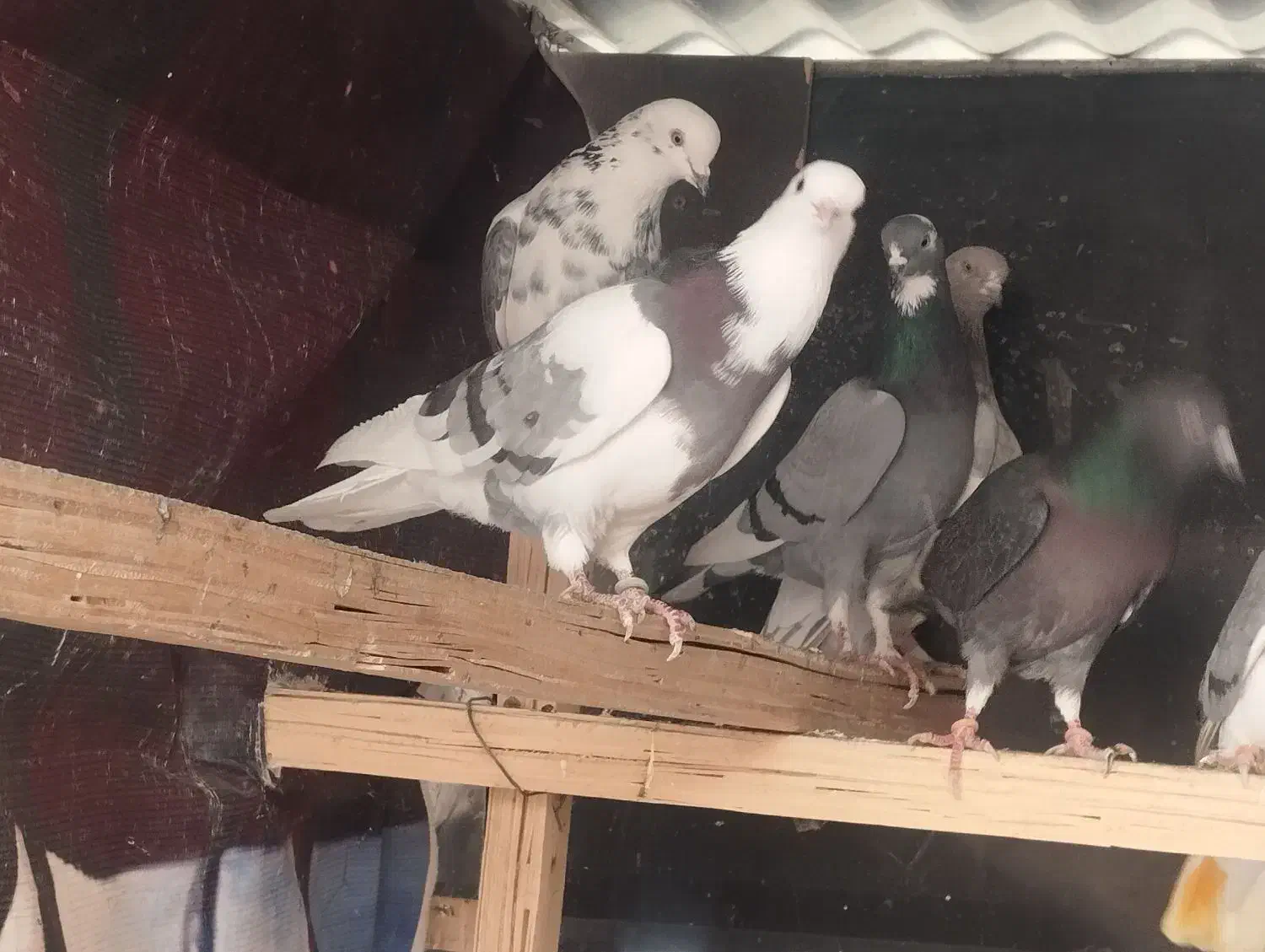 کفتر آسمان دیده|پرنده|اسلامشهر, باغ فیض|دیوار