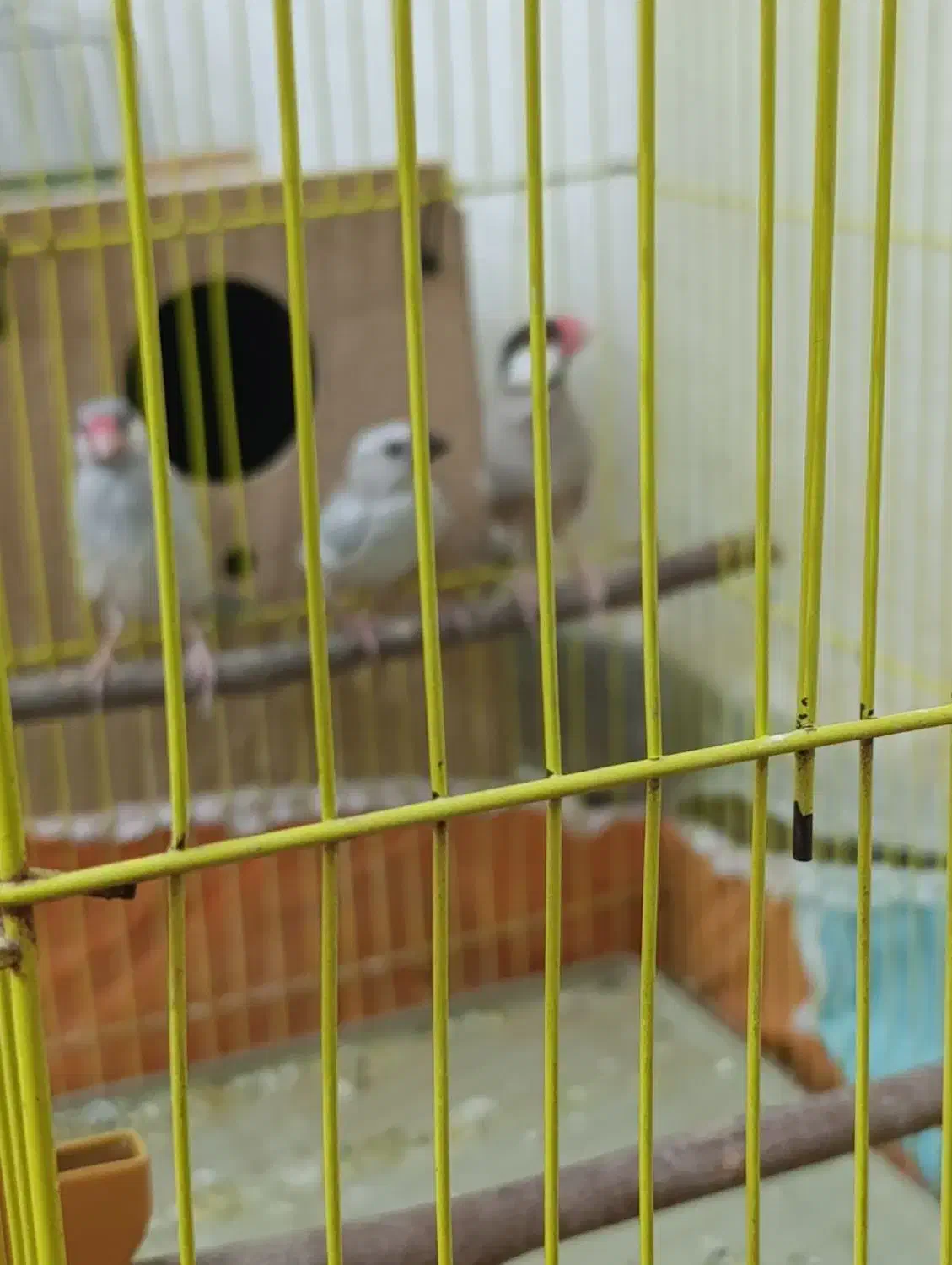 جفت فنچ نرگسی|پرنده|باوی, |دیوار