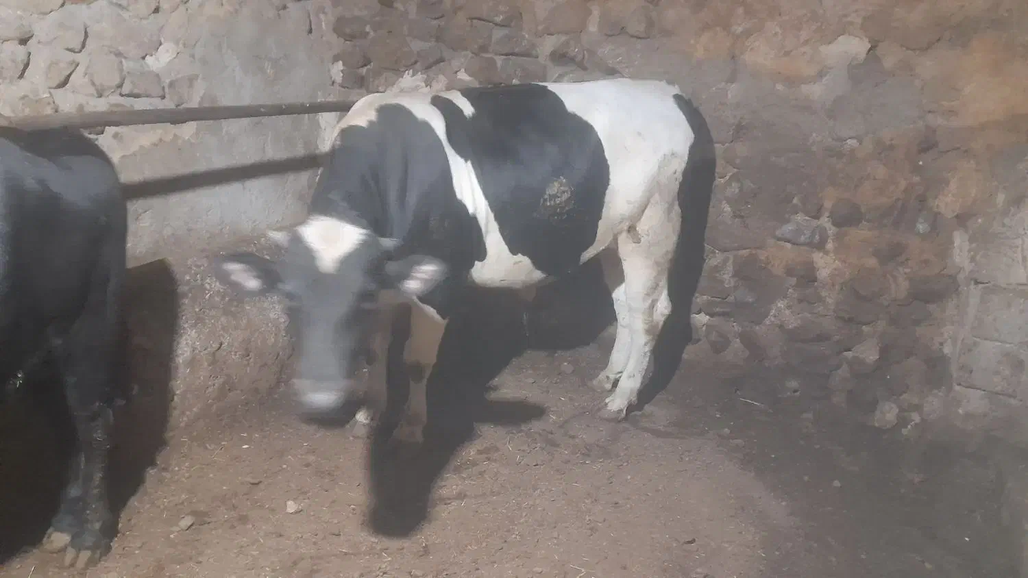 گاو نر خوب عالی|حیوانات مزرعه|چاراویماق, |دیوار