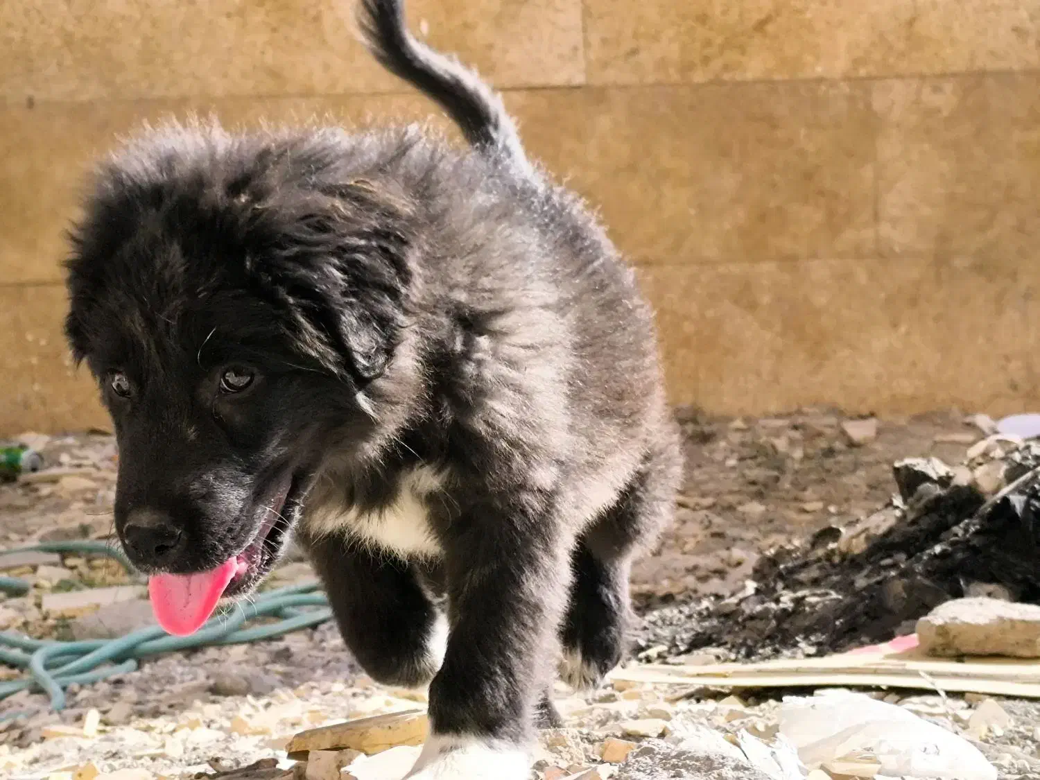 ت وله قهدریجانی،قدرجونی.|سگ|سیرجان, |دیوار