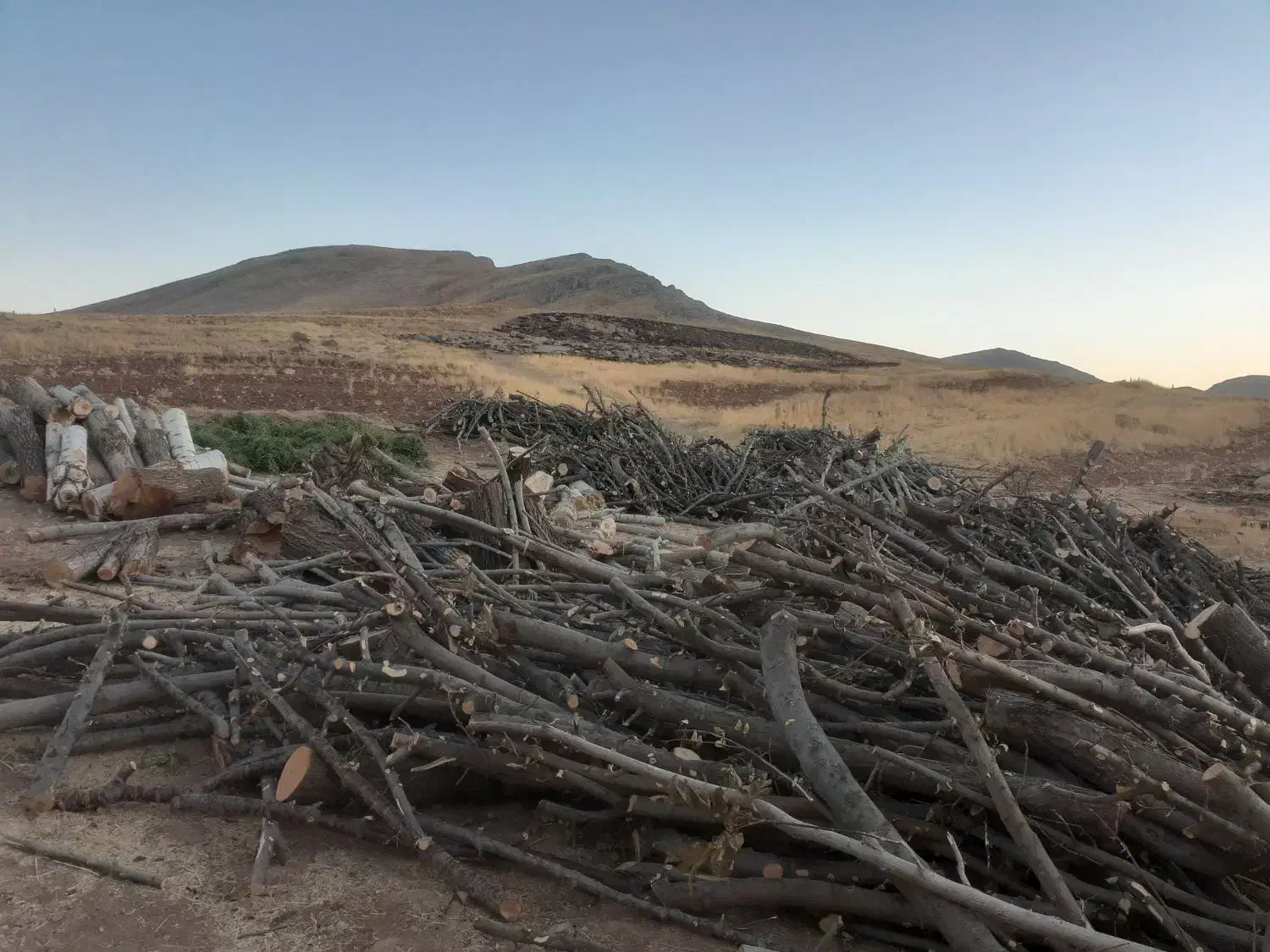 خرید چوب درخت|خدمات باغبانی و درختکاری|خرم‌آباد, |دیوار