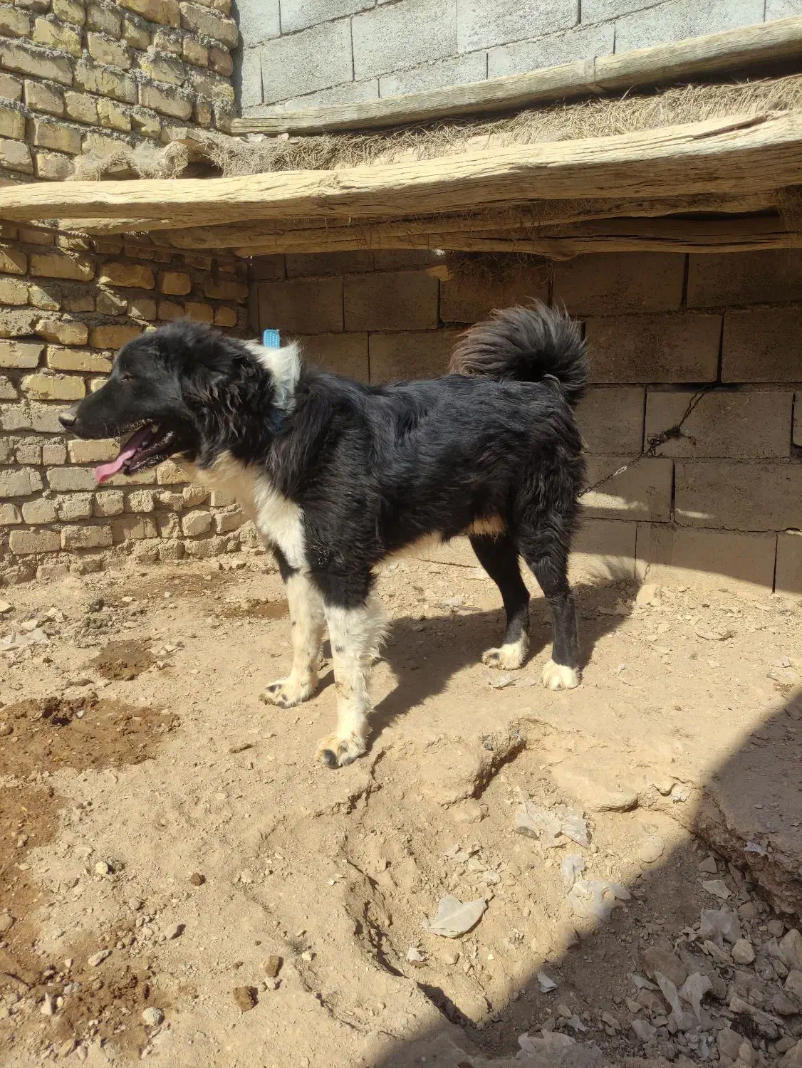 واگذاری توله سگ قدرجونی  نر.نگهبان|سگ|برخوار, |دیوار