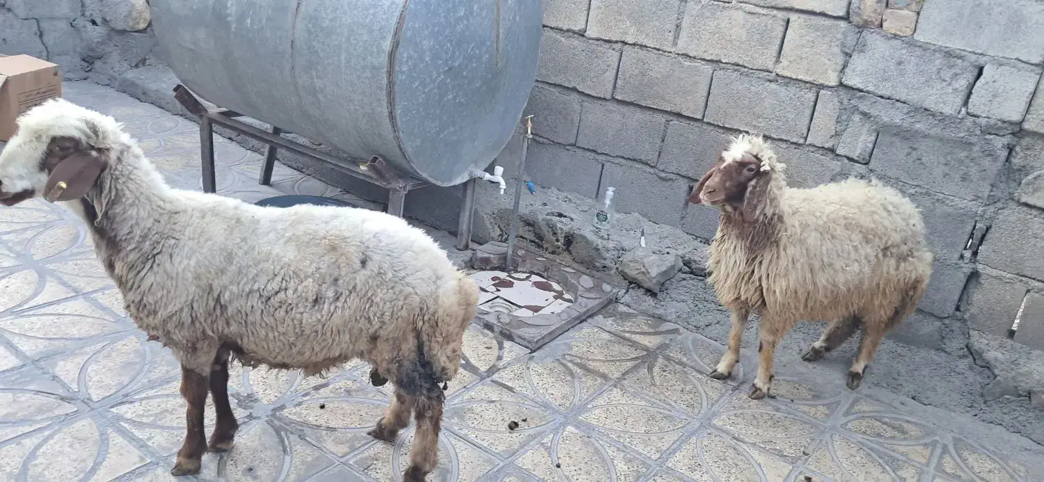 کاور|حیوانات مزرعه|ایلام, |دیوار