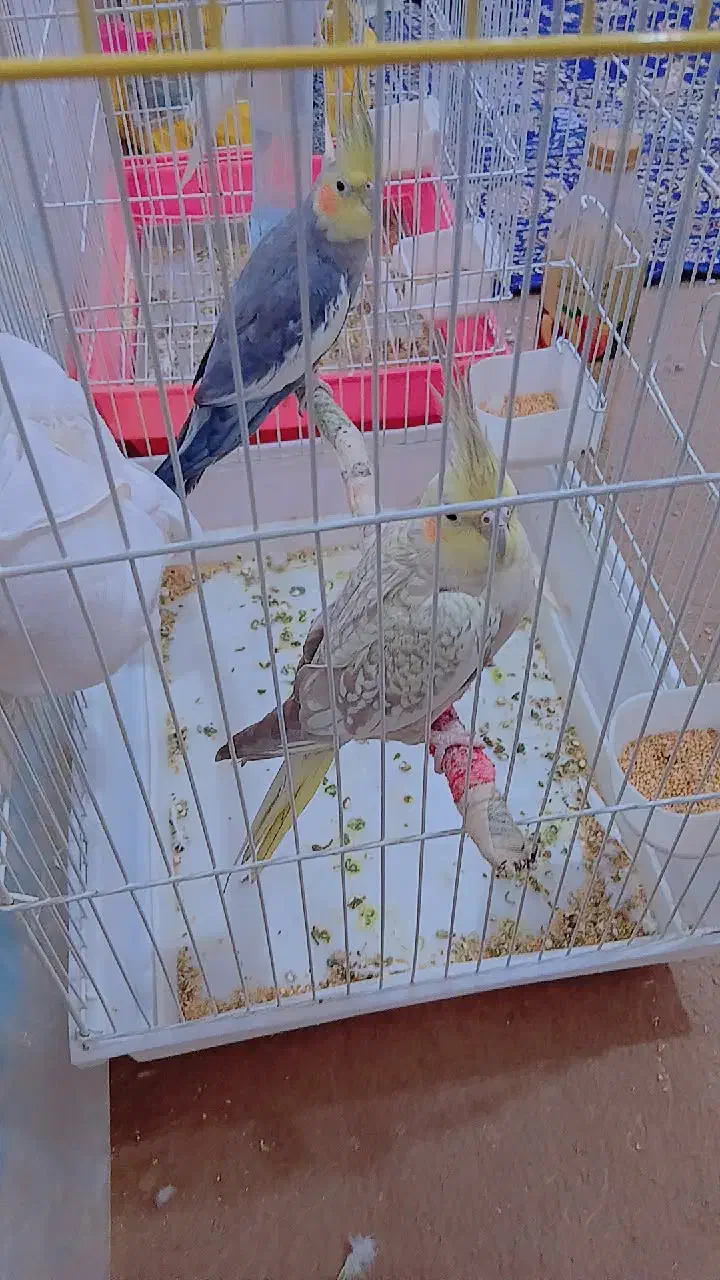 عروس|پرنده|گرگان, |دیوار