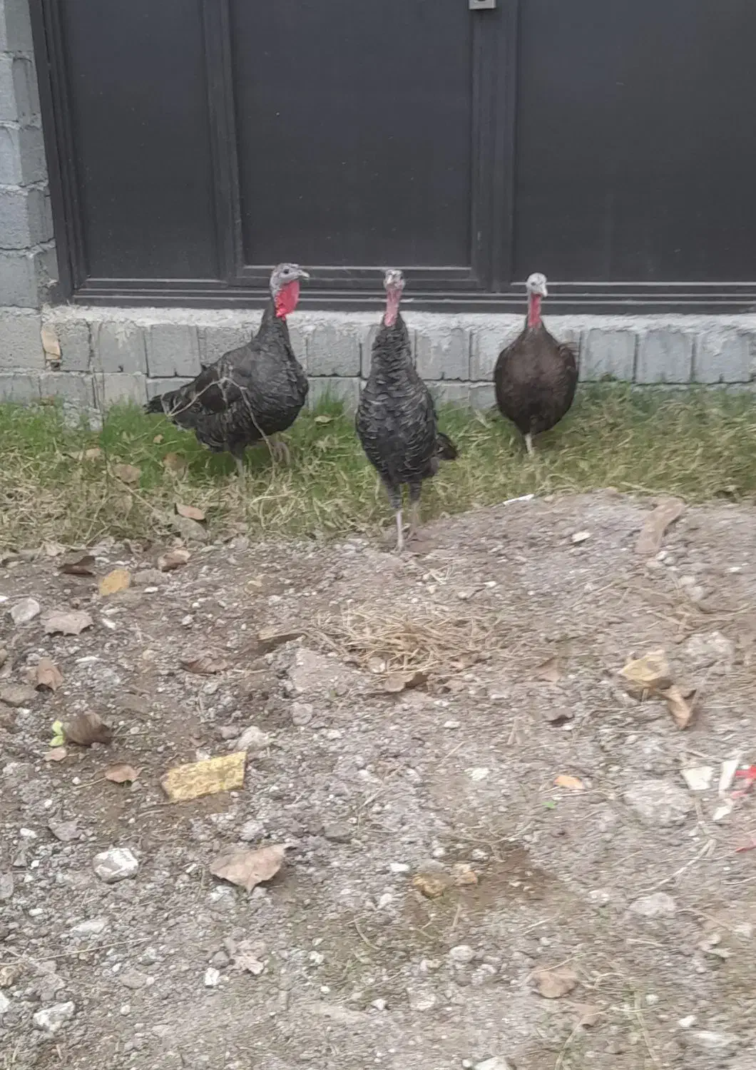 حیوانات مزرعه(بوقلمون)|حیوانات مزرعه|لنگرود, |دیوار