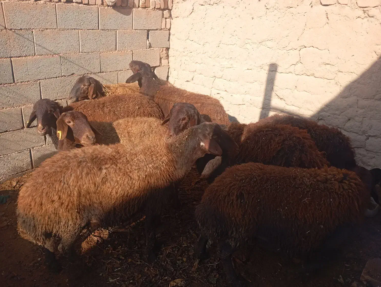 گوسفند|حیوانات مزرعه|جوین, |دیوار