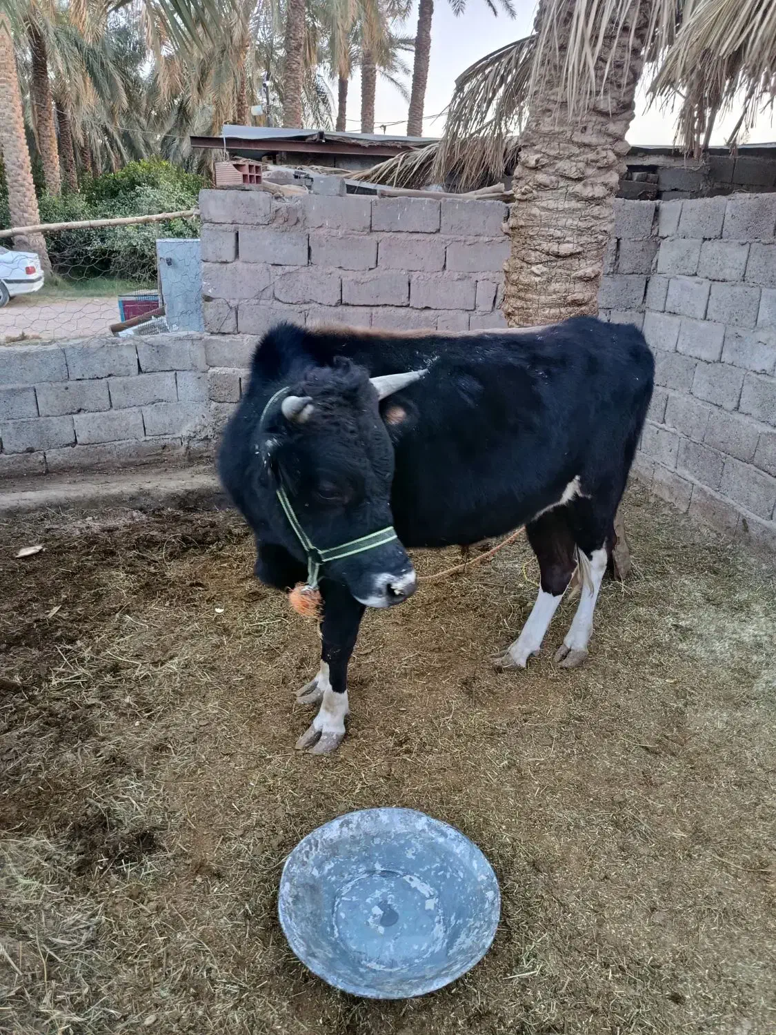 جلب امریکایی|حیوانات مزرعه|گنبکی, |دیوار