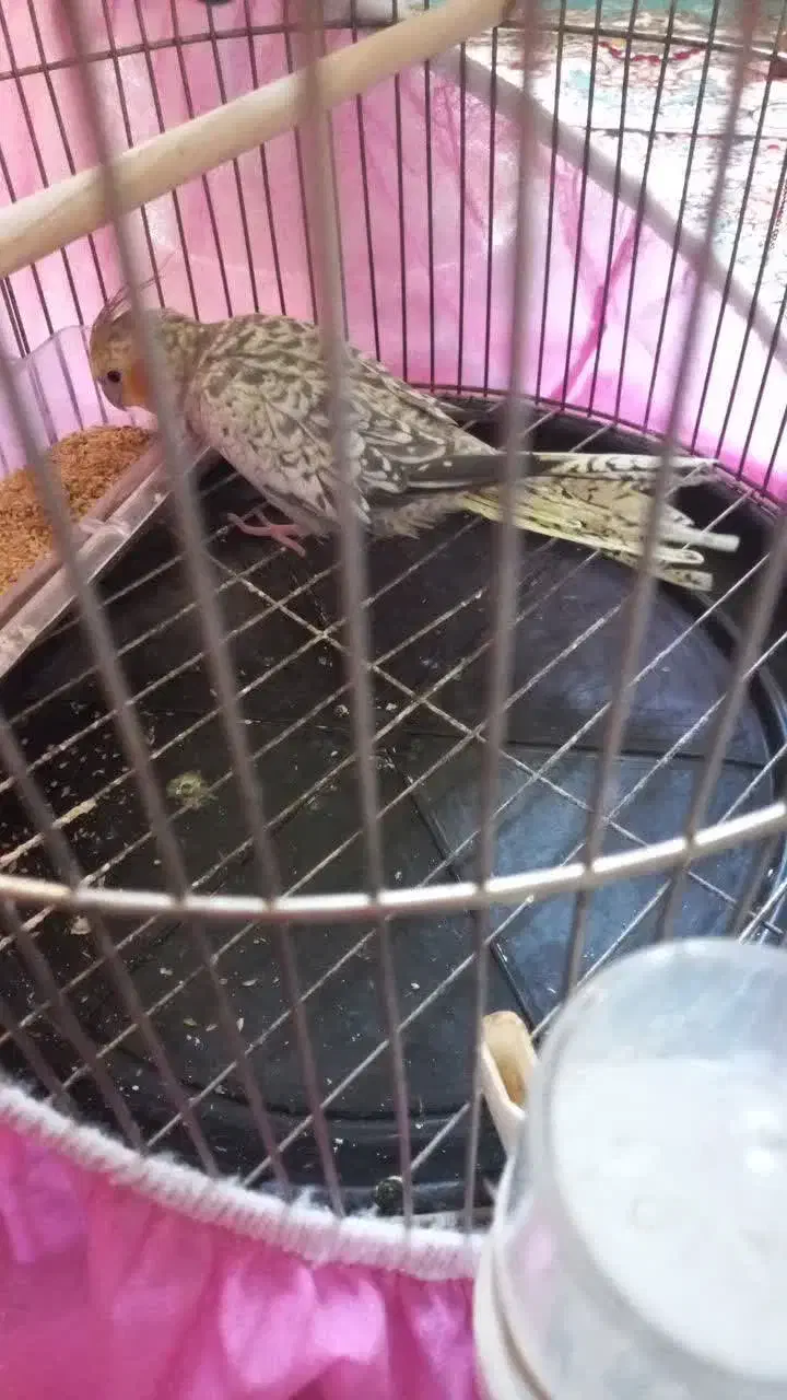 عروس هلندی (ماده)|پرنده|بروجرد, |دیوار