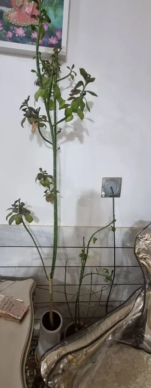 گل همراه با گلدان|گل و گیاه طبیعی|فردوس (خراسان), |دیوار