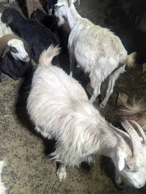 بز سانن جوان|حیوانات مزرعه|آبیک, |دیوار