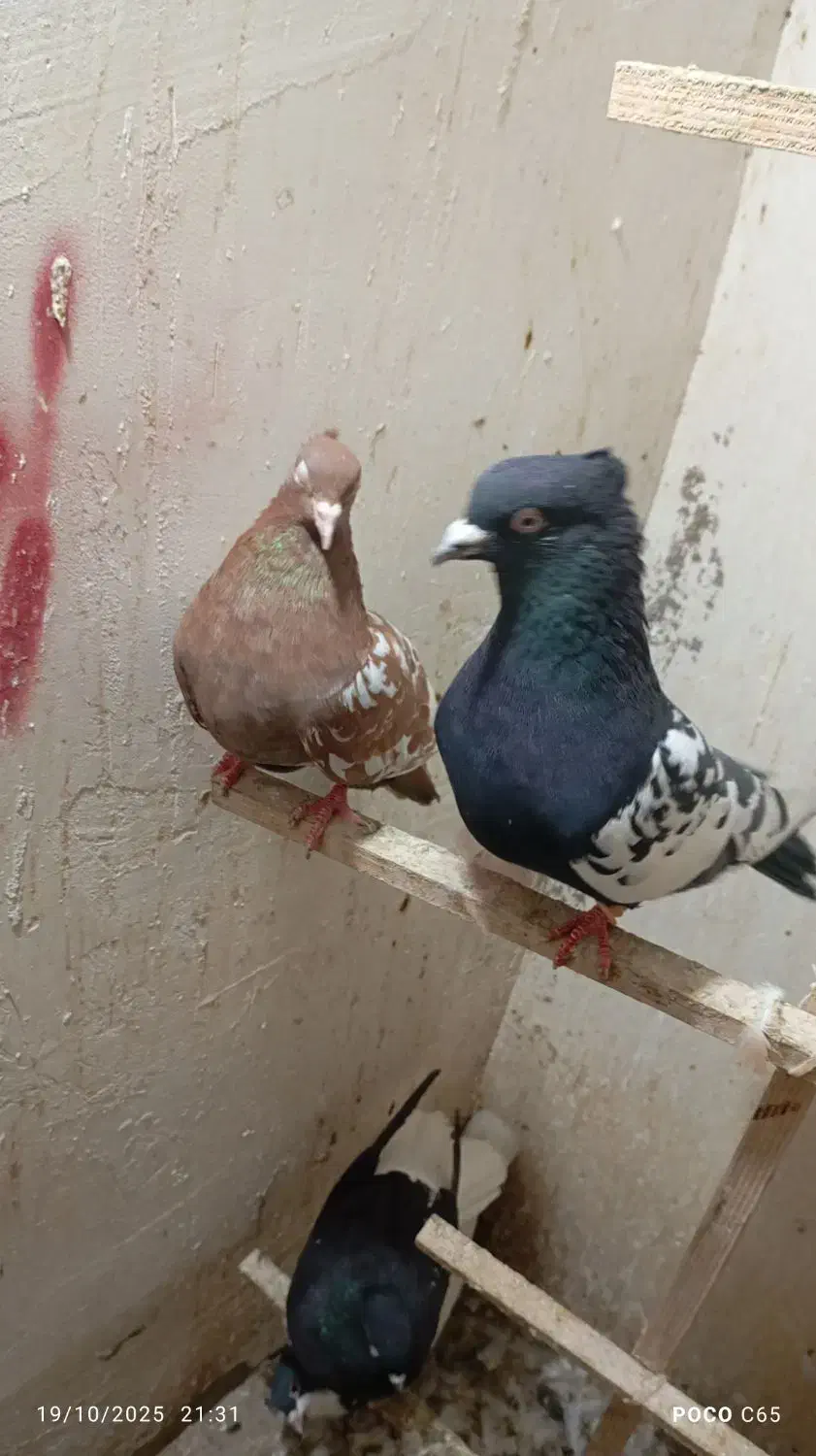 کبوتردورنگ|پرنده|اقبالیه, |دیوار