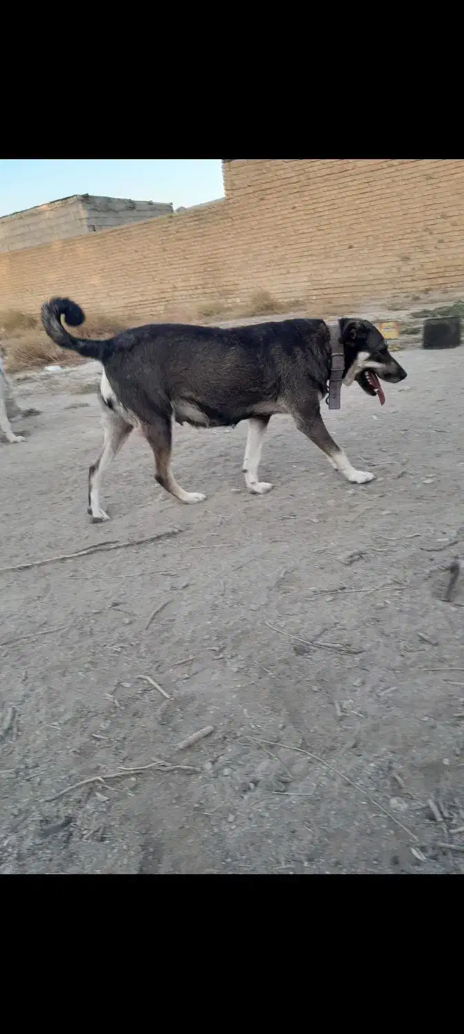 سگ پژدر ماده|سگ|چهاردانگه (تهران), |دیوار