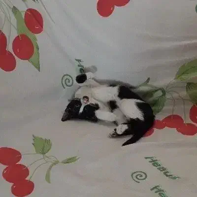 واگذاری توله گربه|گربه|الوند, |دیوار