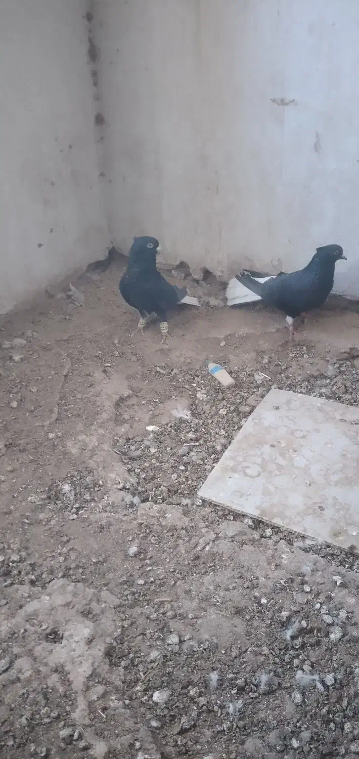 دم سفید جفتی|پرنده|سبزوار, رباط|دیوار