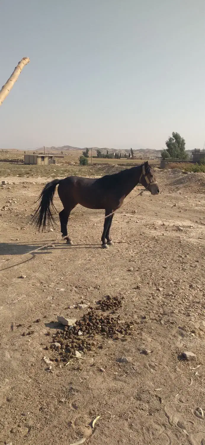 اسب فروشی|اسب و تجهیزات اسب‌سواری|دهدشت, |دیوار