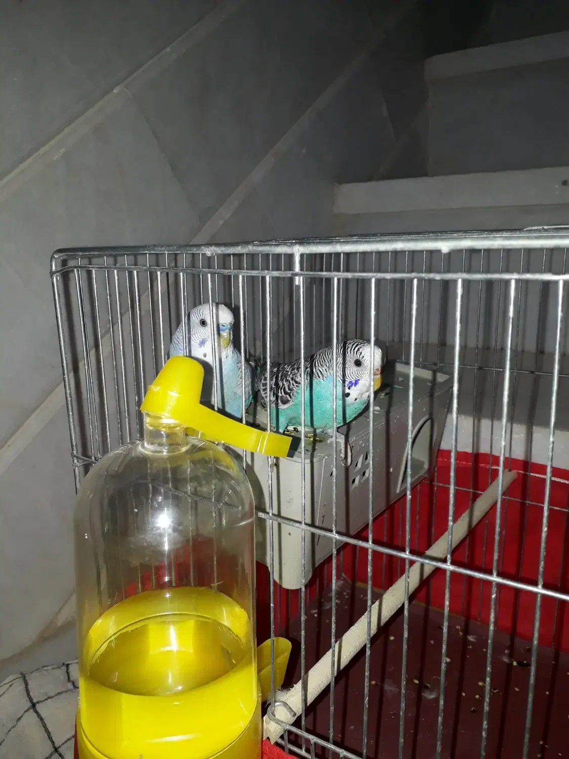 شاه|خودرو سواری و وانت|میبد, |دیوار