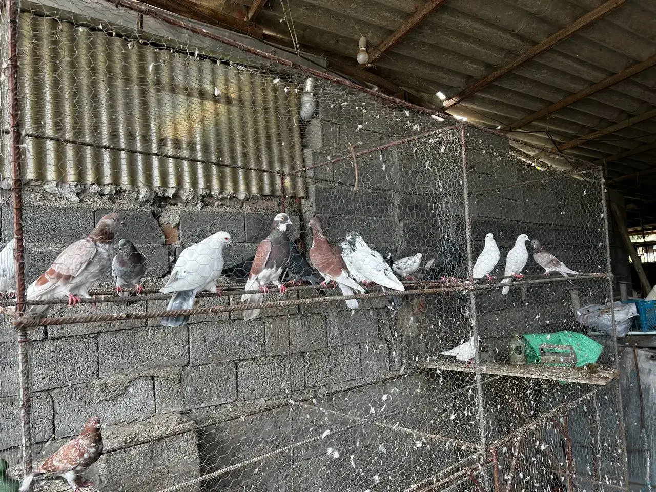 کبوتر پرشی|پرنده|بابل, |دیوار