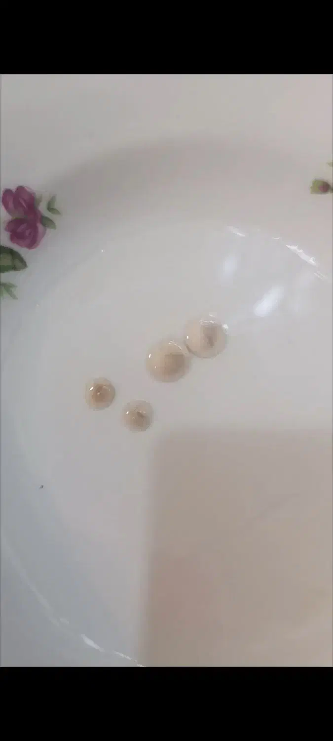 کهربا مورچه دار|کلکسیون اشیاء عتیقه|اردل, |دیوار