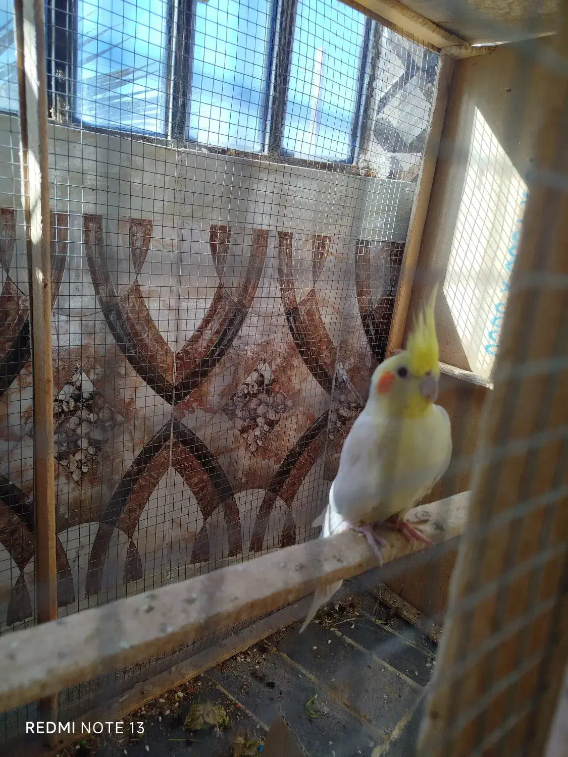 عروس هلندی نر|پرنده|سراوان, |دیوار