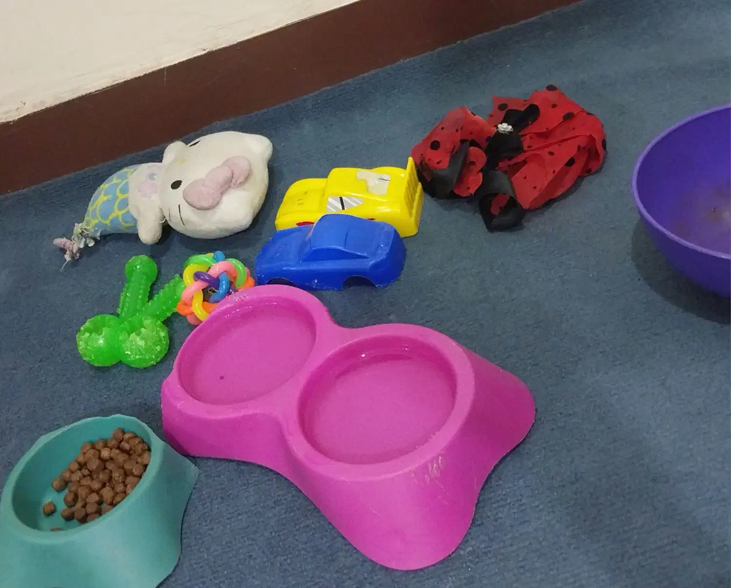 شیتزو کراس ۳ماه ماده|سگ|اهواز, کوی آغاجاری|دیوار