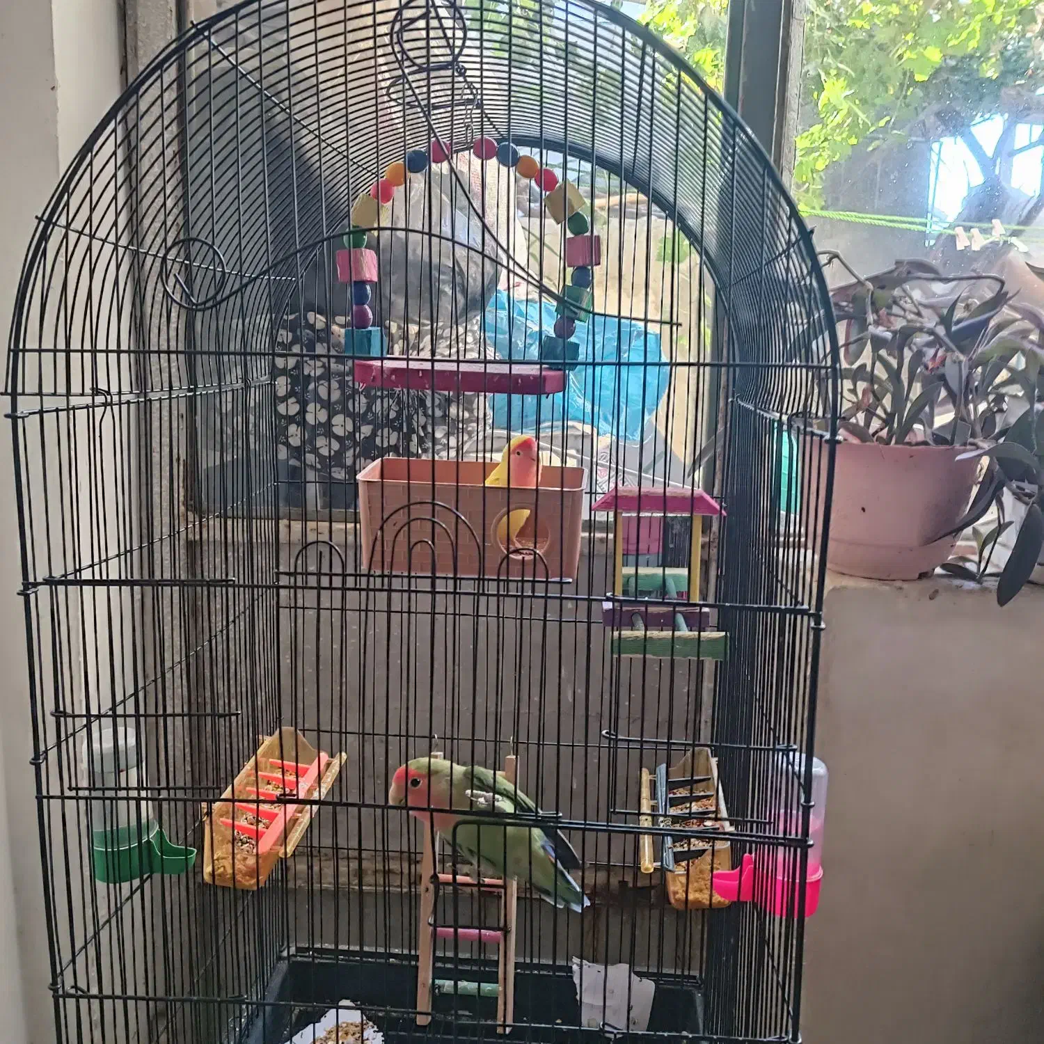 یک جفت کوتوله برزیلی فروشی|پرنده|داورزن, |دیوار