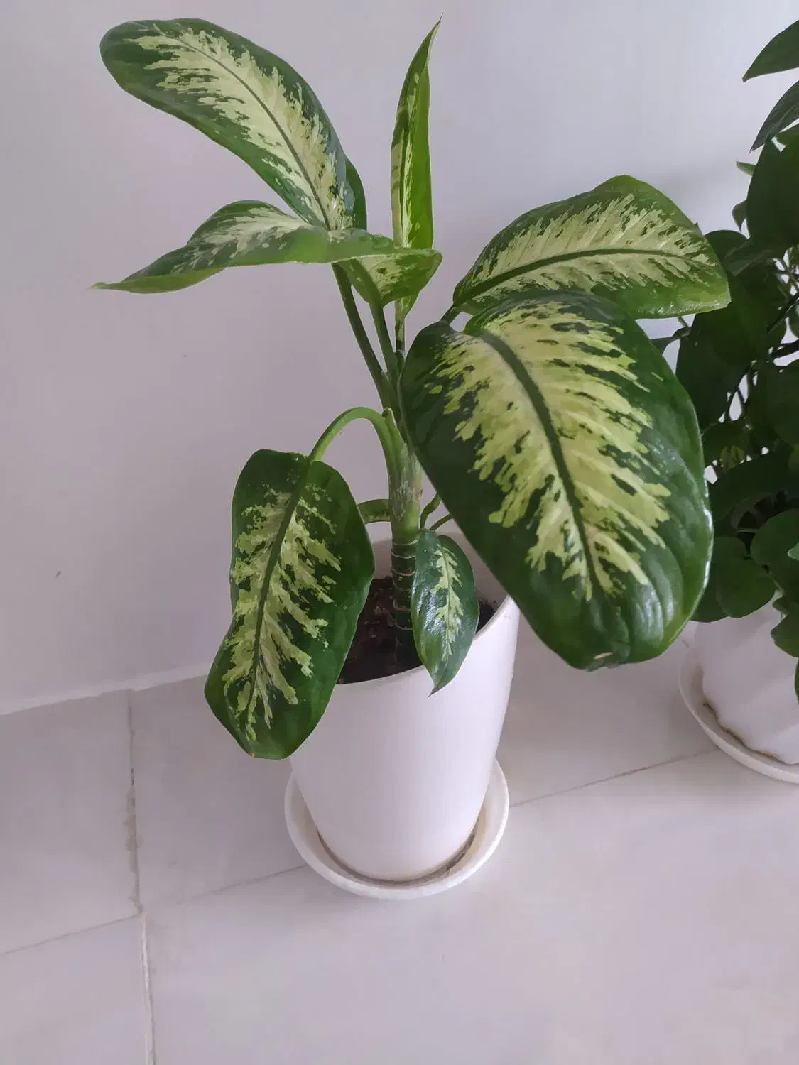 گل دیفن باخیا|گل و گیاه طبیعی|مشهد, فاطمیه|دیوار